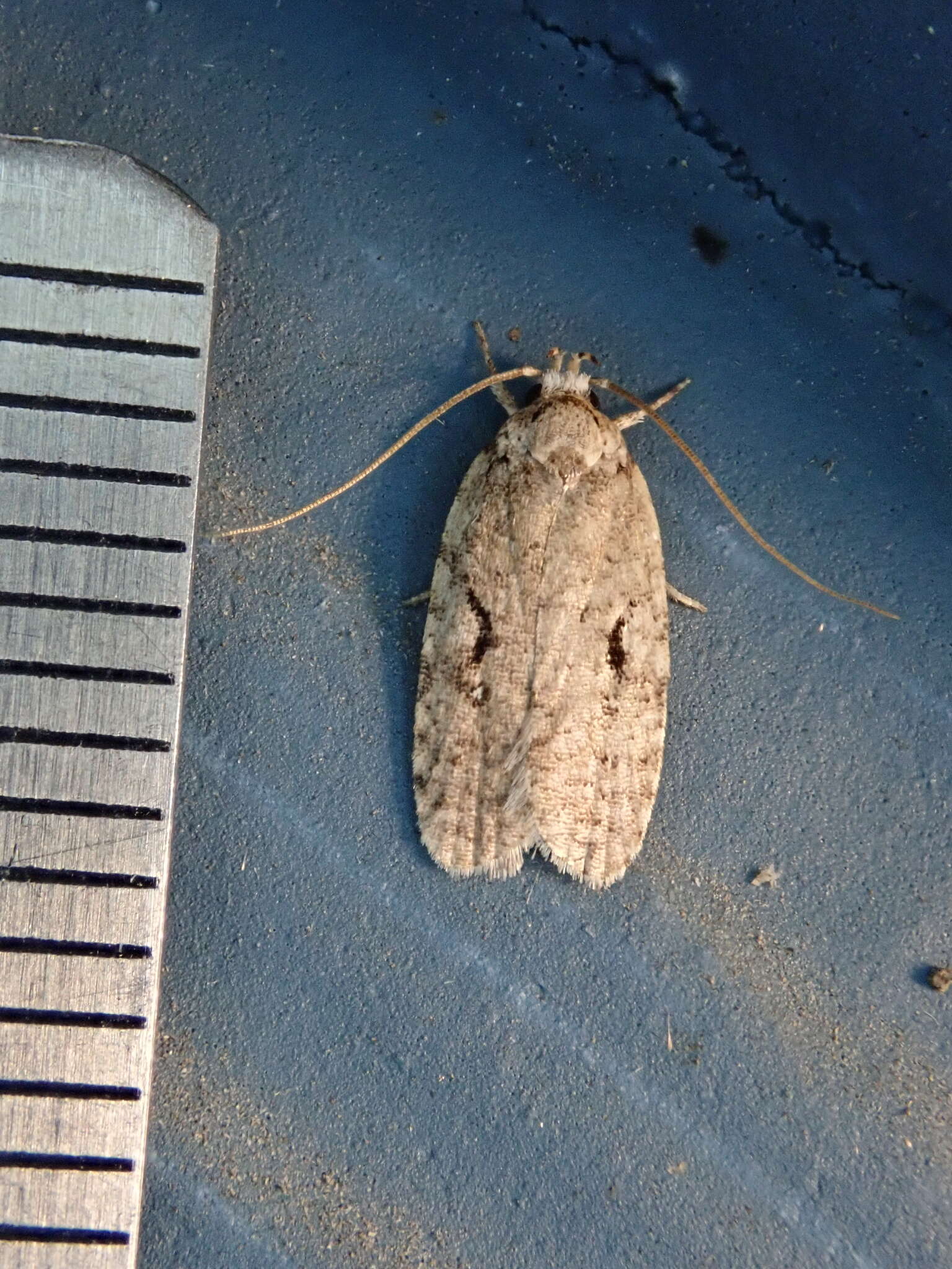 Image of Agonopterix curvilineella Beutenmüller 1889