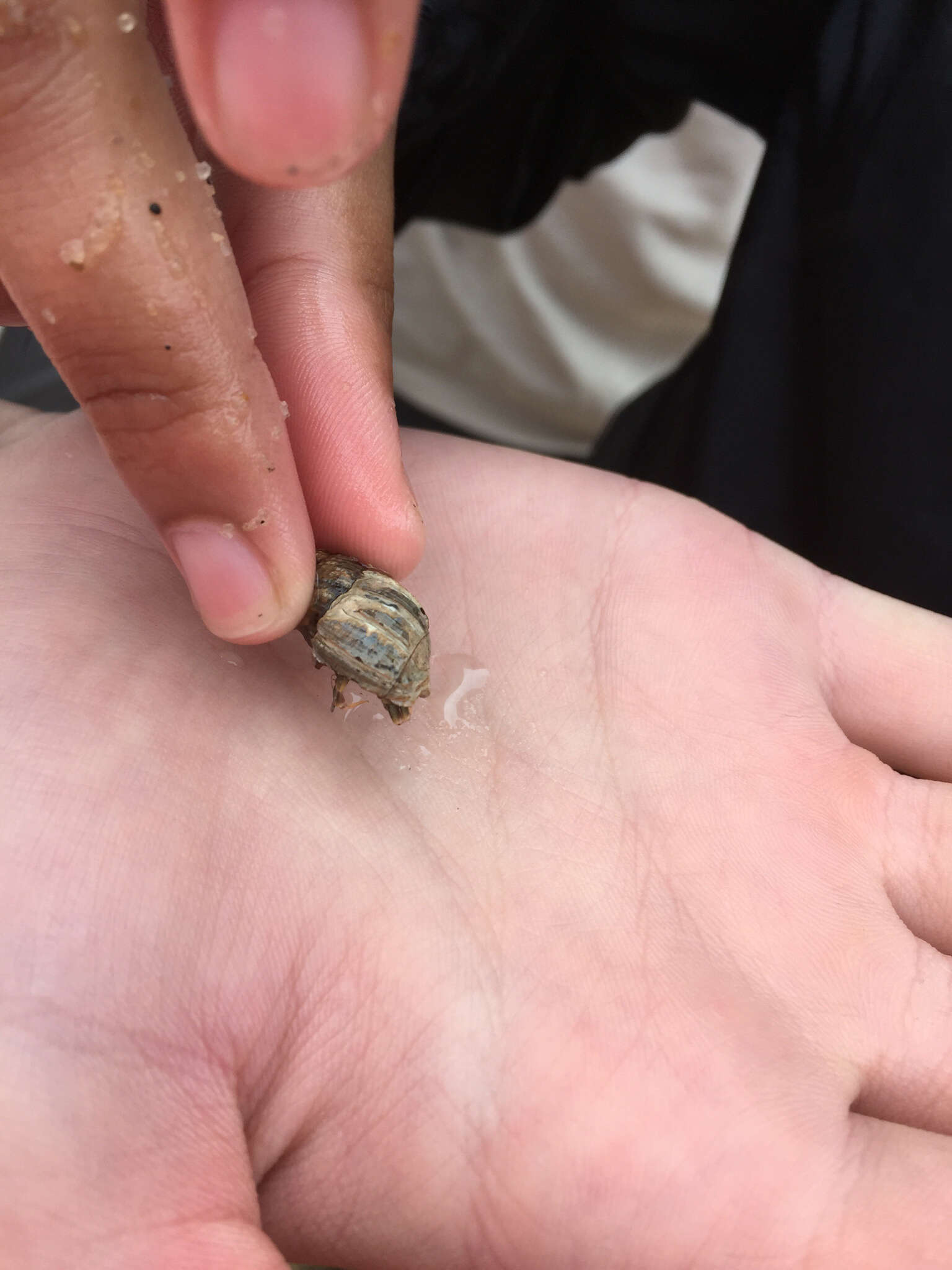 Image of Long-Clawed Hermit Crab