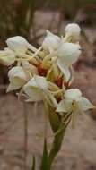 Image of Habenaria monadenioides Schltr.