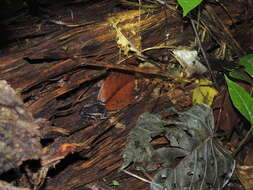 Image of Napo Tropical Bullfrog