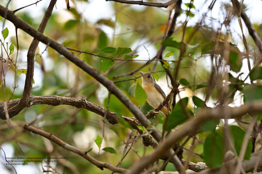 Image of Gray-throated Chat