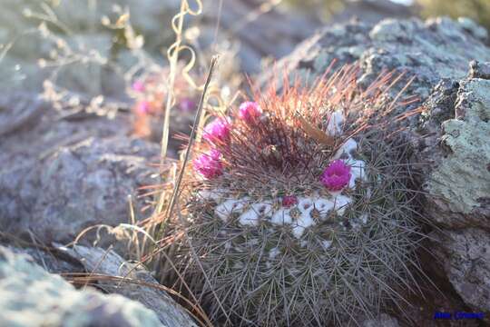 Image of Mammillaria standleyi (Britton & Rose) Orcutt