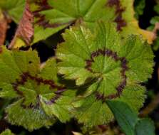 Image of Pelargonium elongatum (Cav.) Steud.