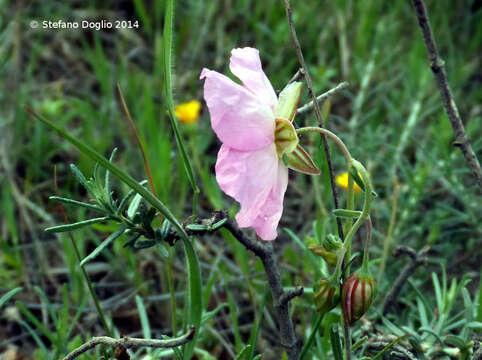 Image of Helianthemum pergamaceum Pomel