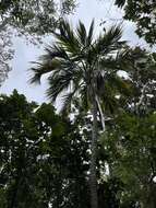 Image of Curly Palm