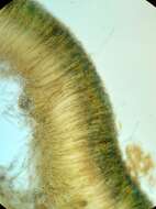 Image of Phylloscypha boltonii