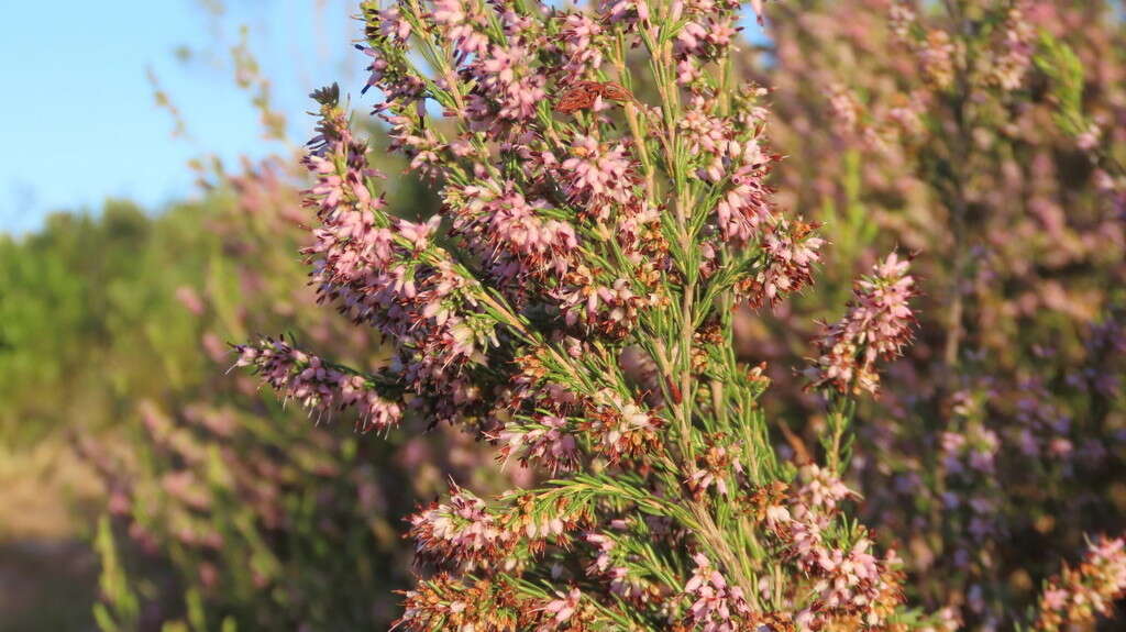 Image of <i>Erica <i>simulans</i></i> var. simulans