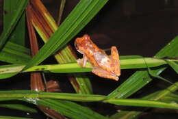 Image of Hourglass Treefrog