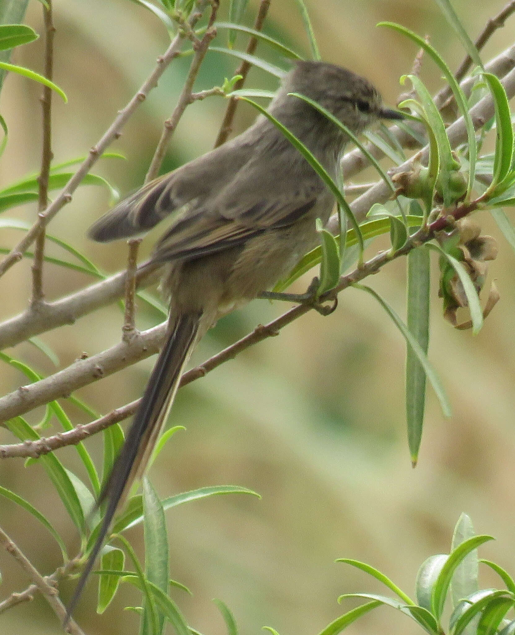 Leptasthenura platensis Reichenbach 1853的圖片