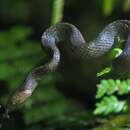 Image of Boulenger's Forest Snake