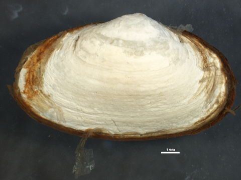 Image of Soft shelled clam
