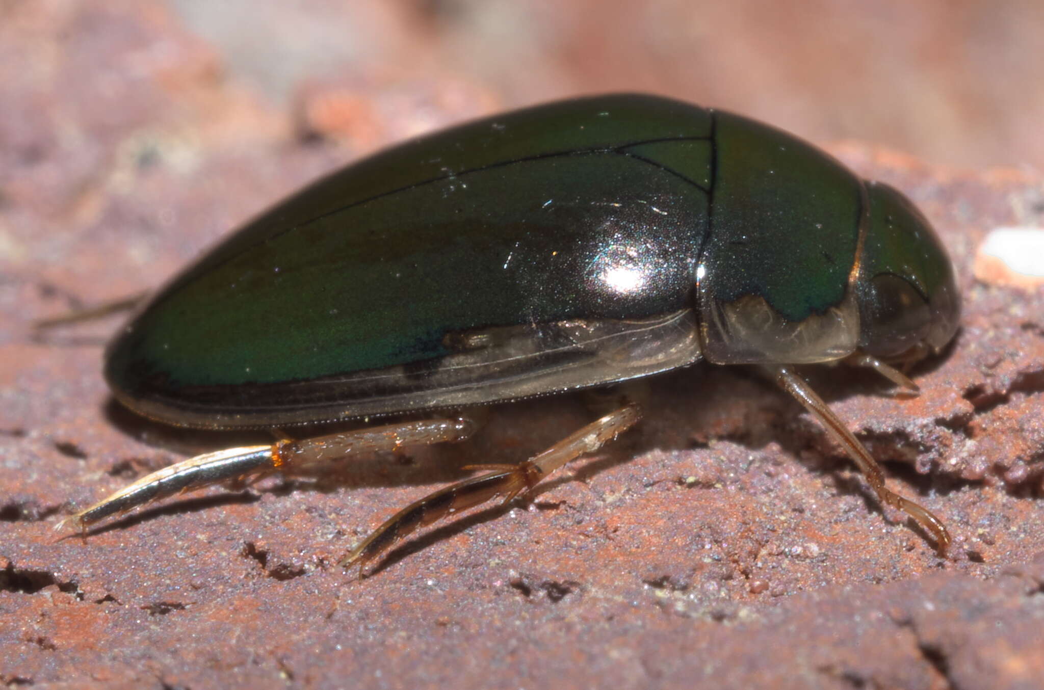 Слика од Tropisternus (Tropisternus) lateralis nimbatus (Say 1823)