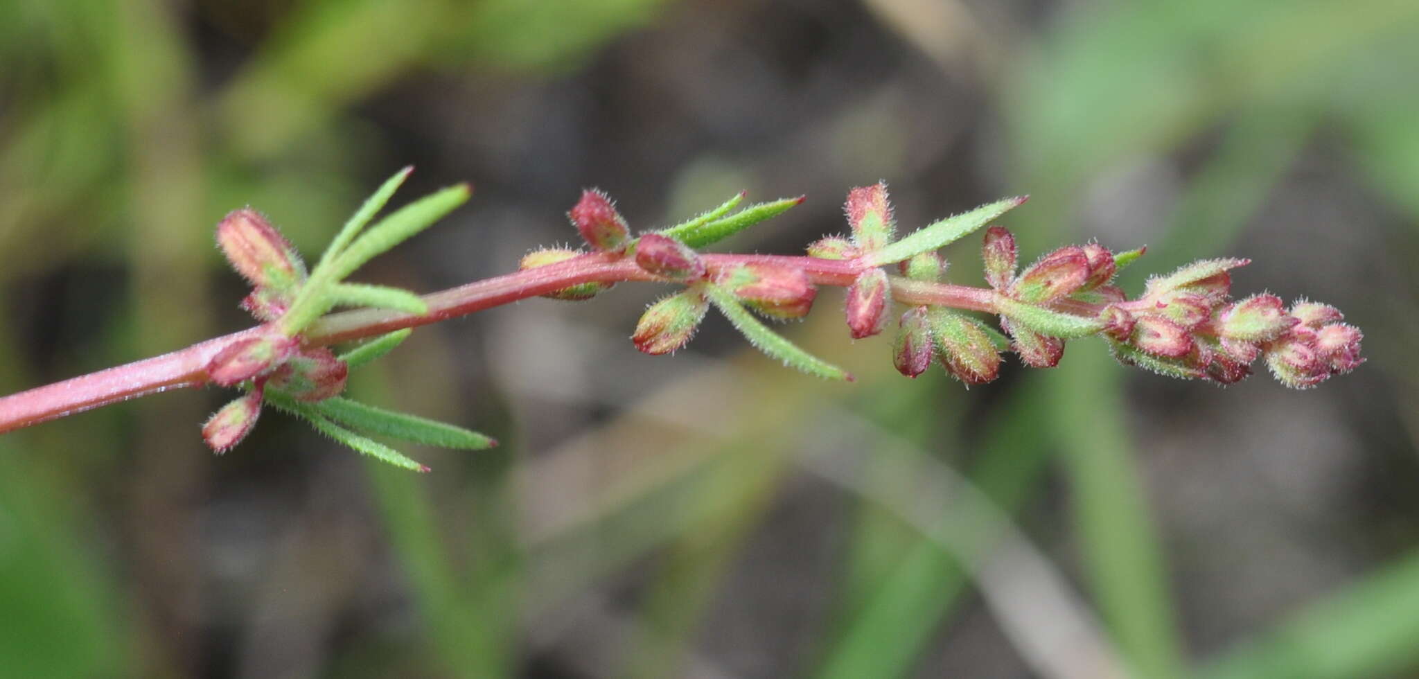 Image of Haloragis heterophylla Brongn.