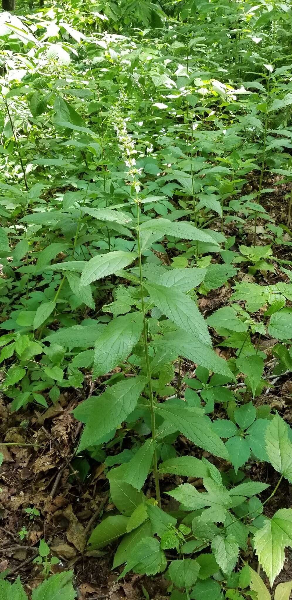 Image of Stachys iltisii J. B. Nelson