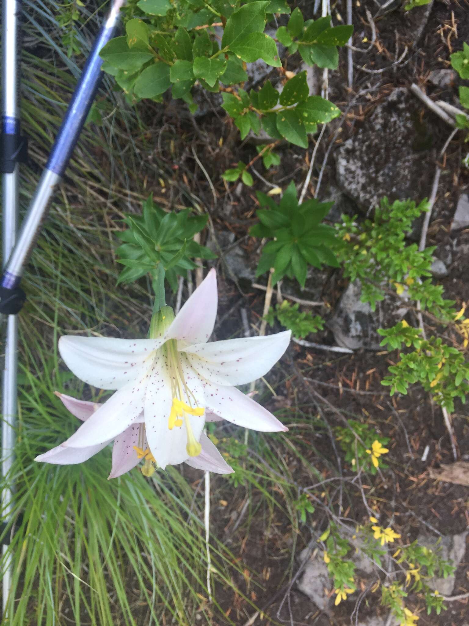 Image of Cascade lily