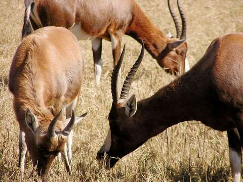 Image of Blesbok