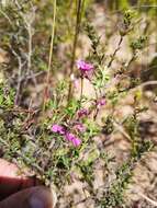 Imagem de <i>Indigofera <i>angustifolia</i></i> var. angustifolia