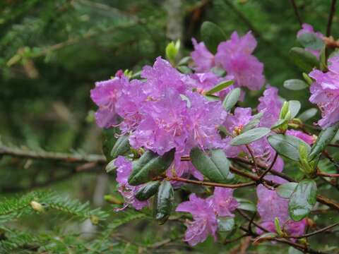 Image of Rhododendron mucronulatum subsp. sichotense (Pojark.) A. Khokhr.