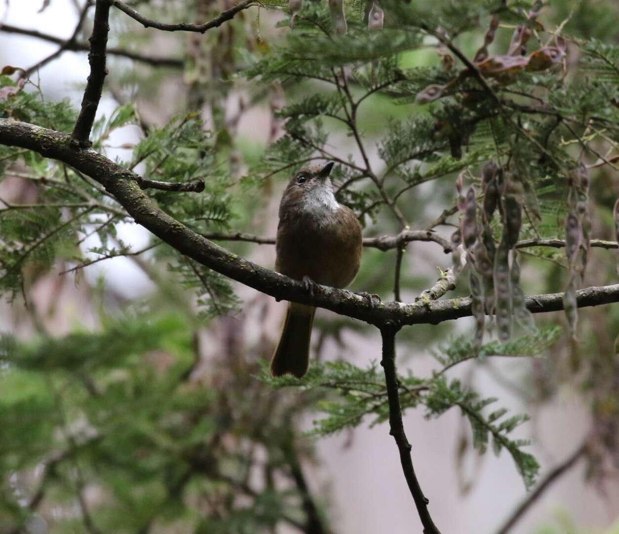 Image of Olive Whistler