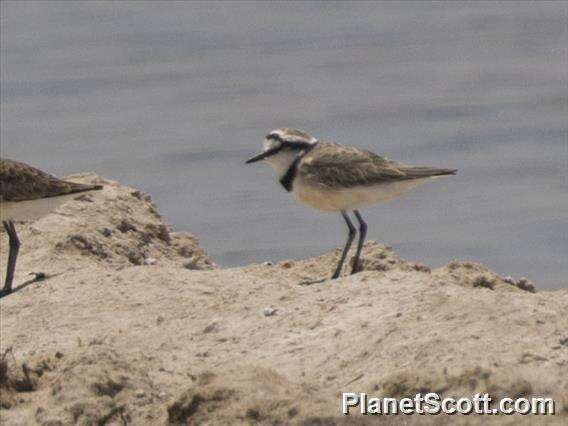 Charadrius thoracicus (Richmond 1896) resmi