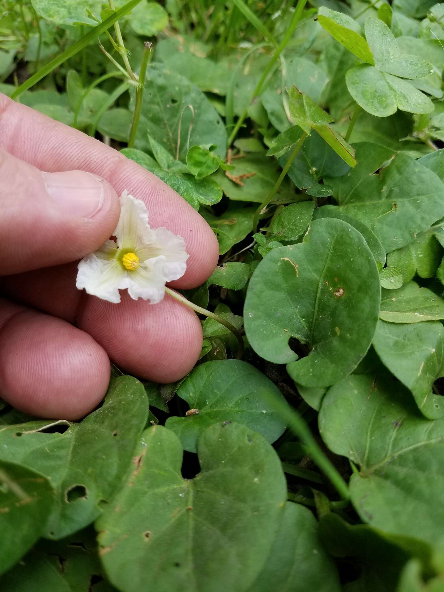 Image de Lycianthes asarifolia (Kunth & Bouché) Bitter