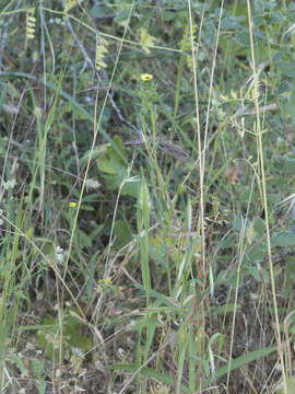 Image of slender tarweed