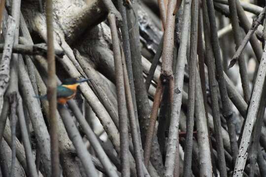 Image of American Pygmy Kingfisher