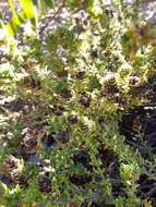 Image of Thymus carnosus Boiss.
