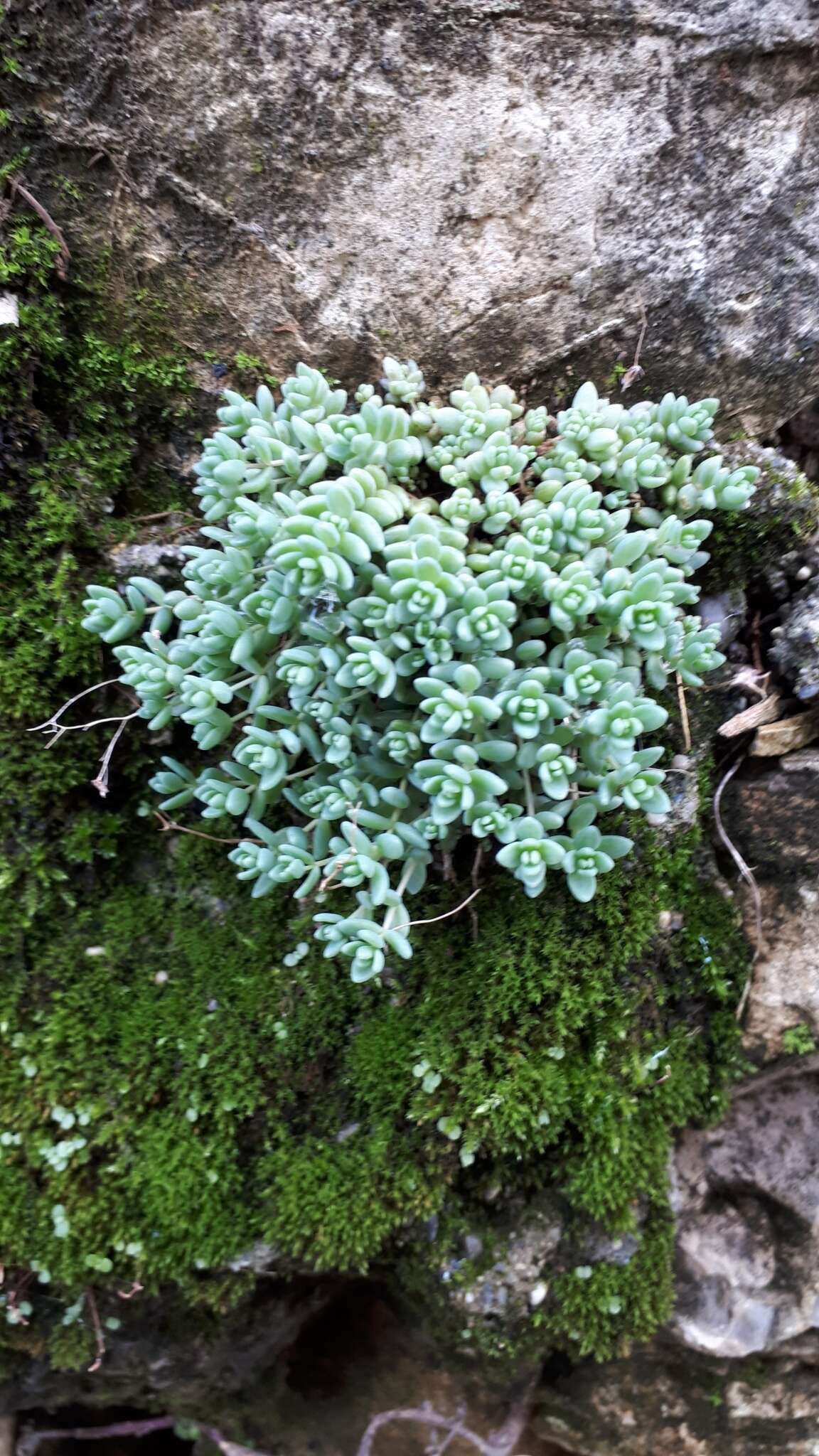 Imagem de Sedum dasyphyllum L.