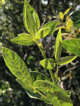 Image de Ptelea crenulata Greene