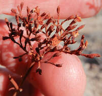 Imagem de Eriogonum leptophyllum (Torr. & Gray) Woot. & Standl.