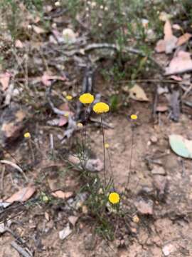 Image of Leptorhynchos tenuifolius F. Müll.