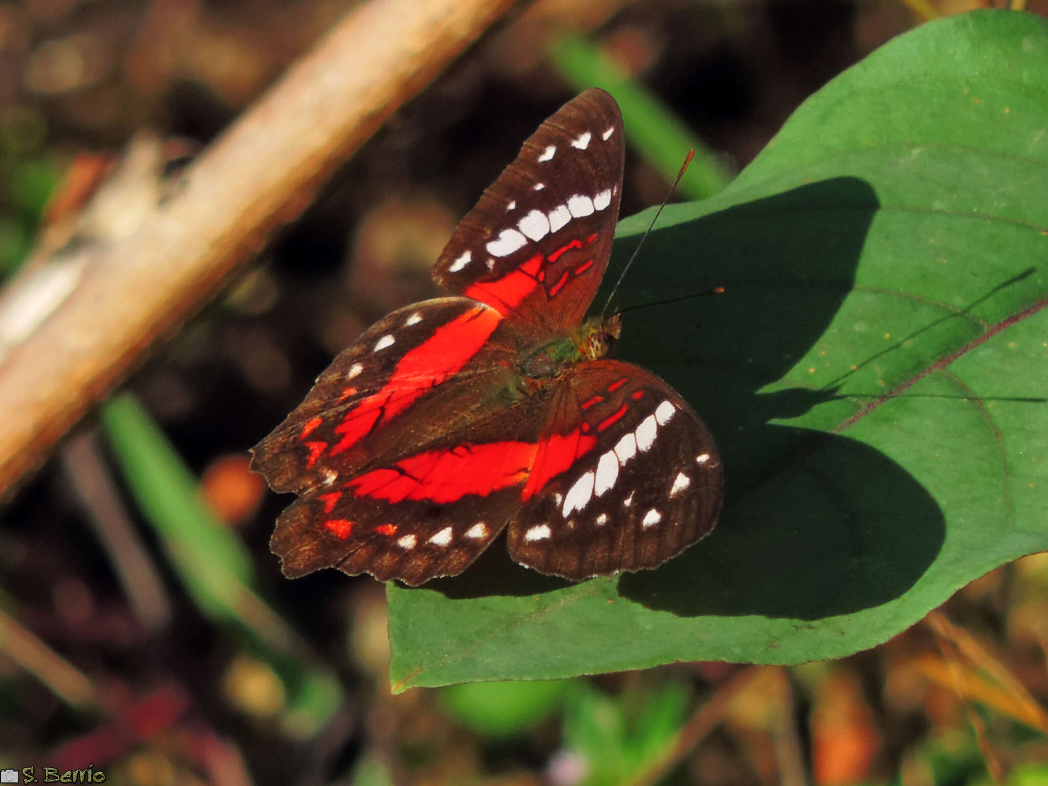 Plancia ëd Anartia amathea Linnaeus 1758