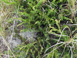 Image of Liparia parva Walp.