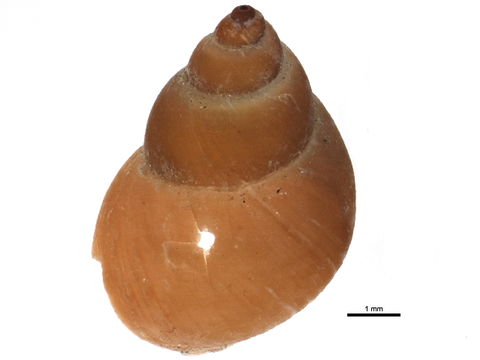 Image of Chink shell