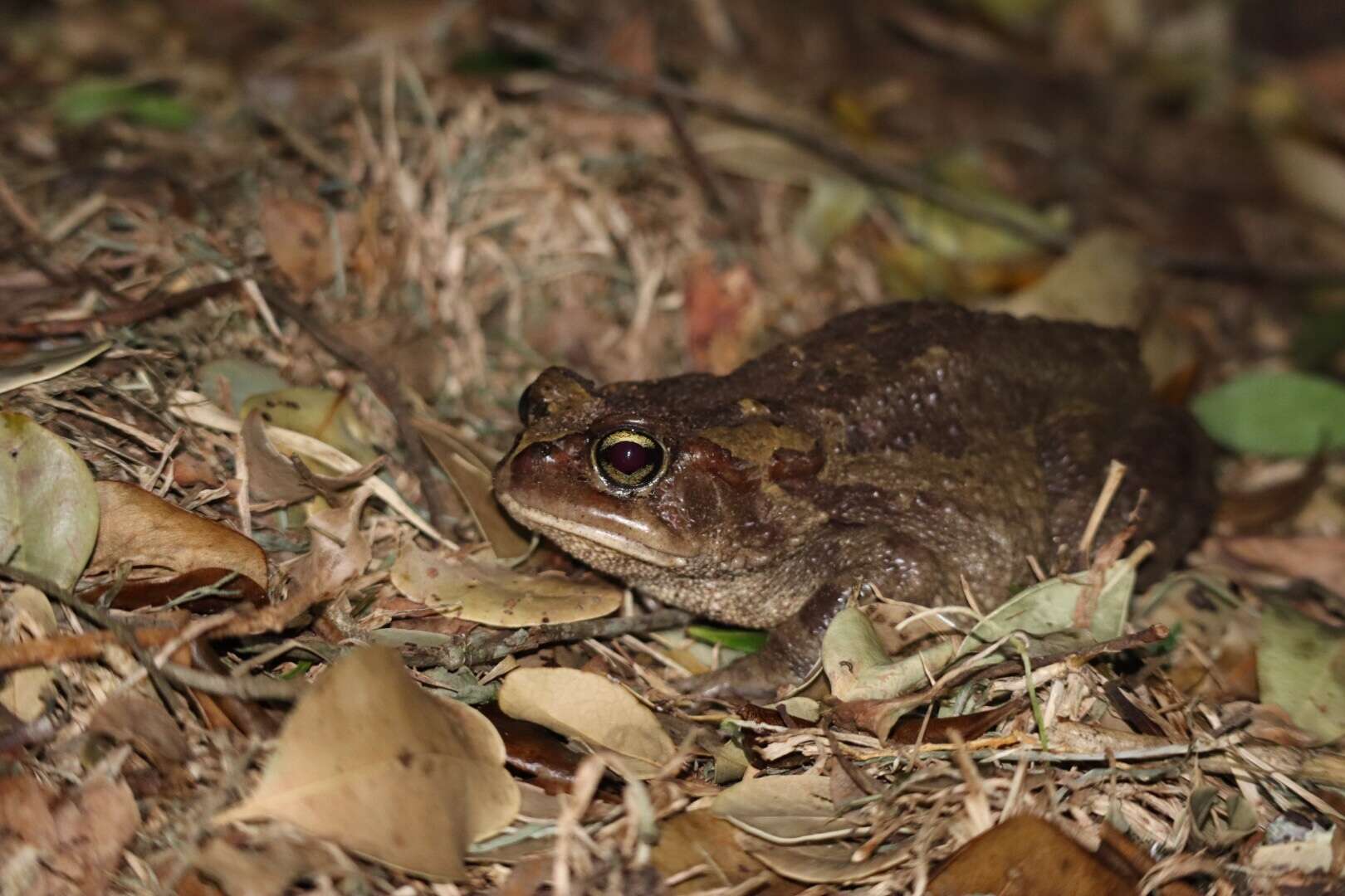 صورة Sclerophrys pardalis (Hewitt 1935)