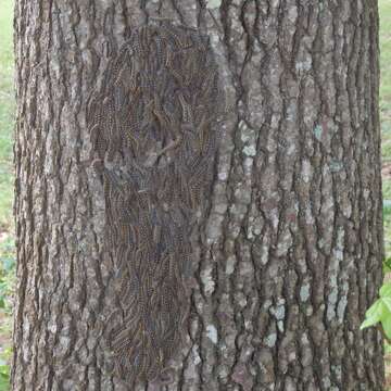 Image of Forest Tent Caterpillar Moth