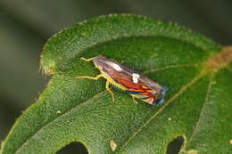 Image of Diedrocephala variegata (Fabricius 1775)