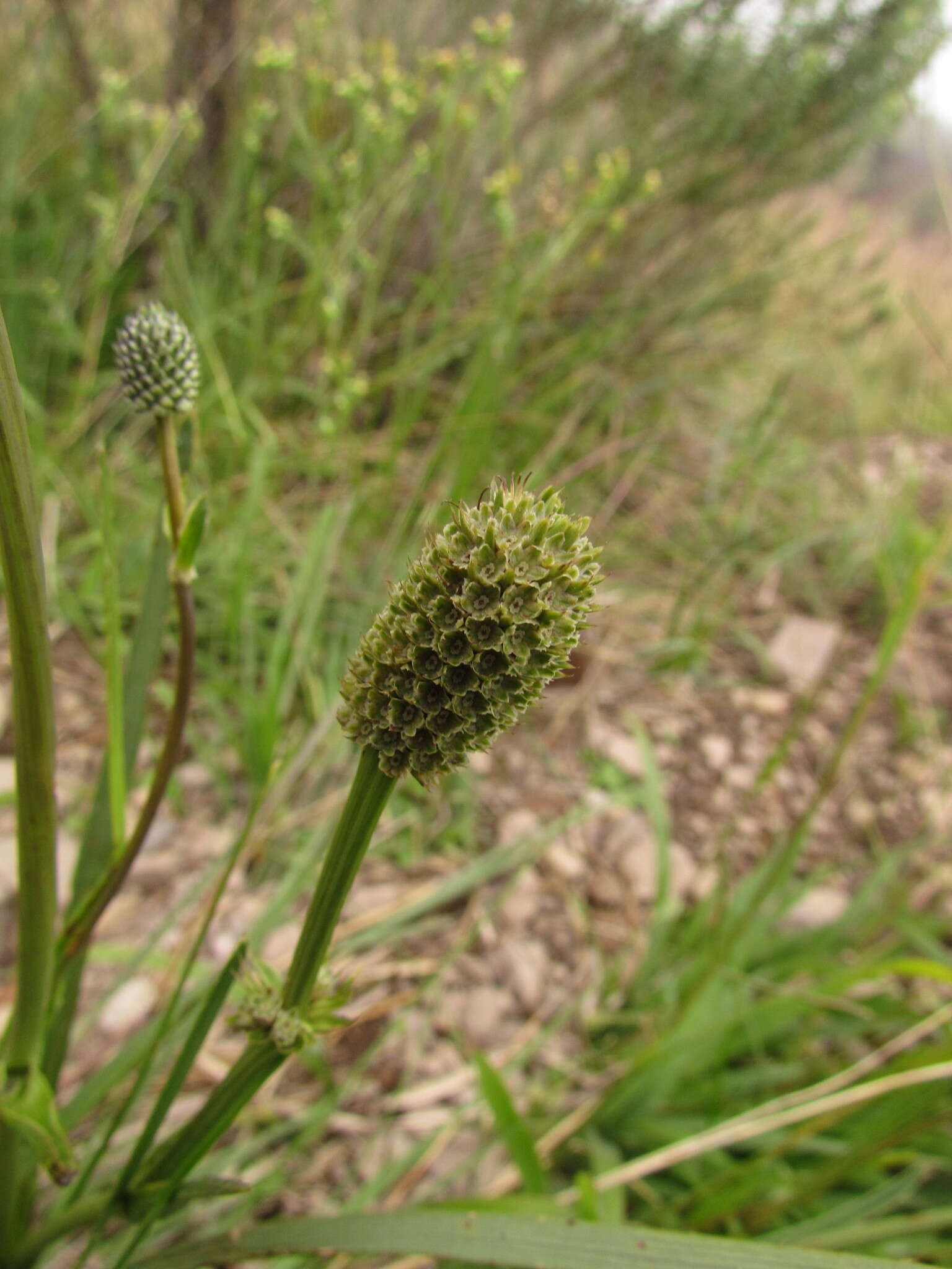 Eryngium zosterifolium H. Wolff resmi