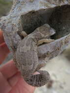 Image of Grandidier's Madagascar Ground Gecko