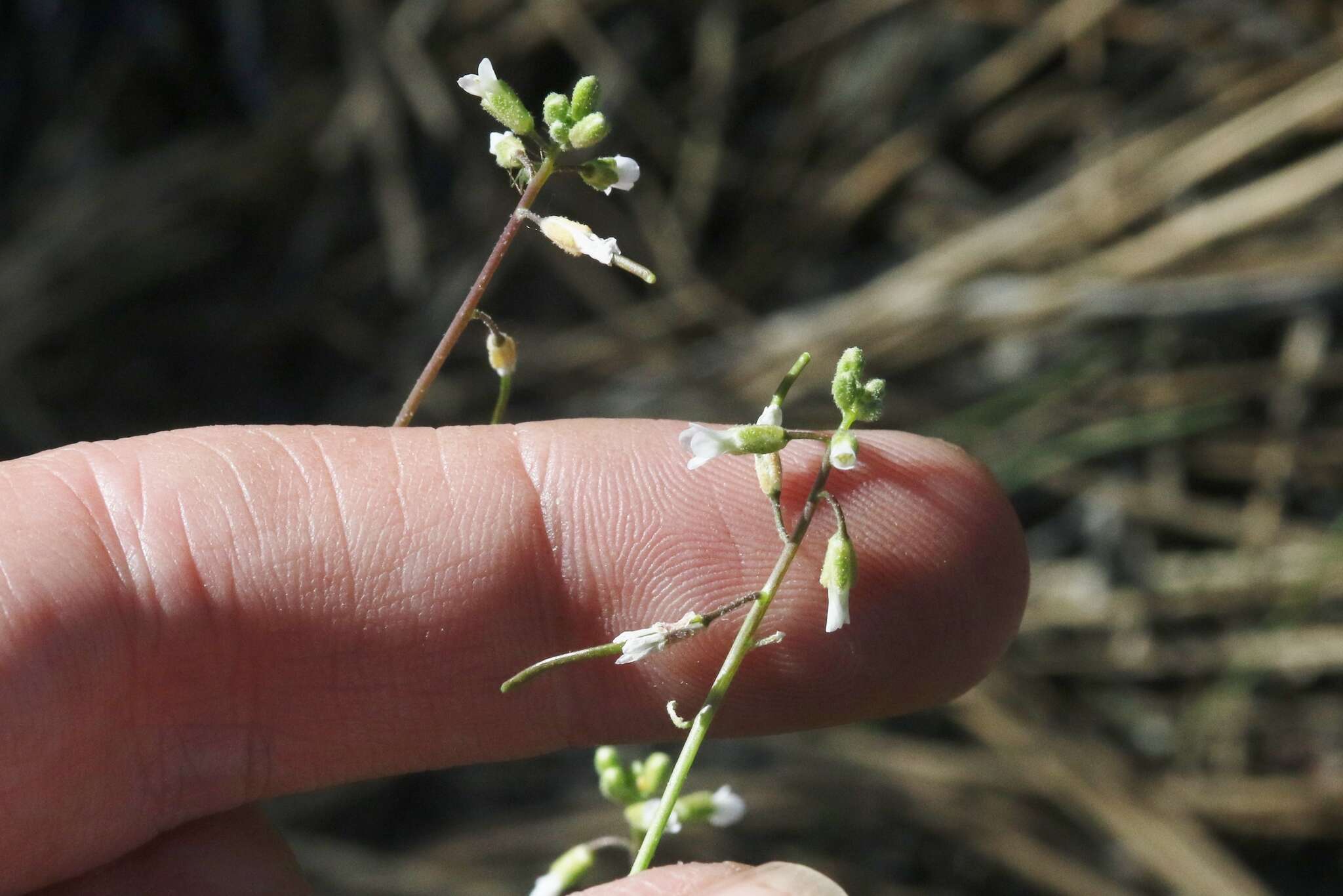 Image of Holboell's rockcress