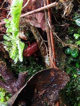 Plancia ëd Andinobates virolinensis (Ruiz-Carranza & Ramírez-Pinilla 1992)