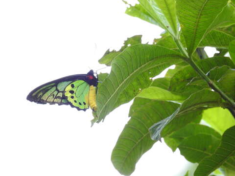 Image de Ornithoptera priamus (Linnaeus 1758)