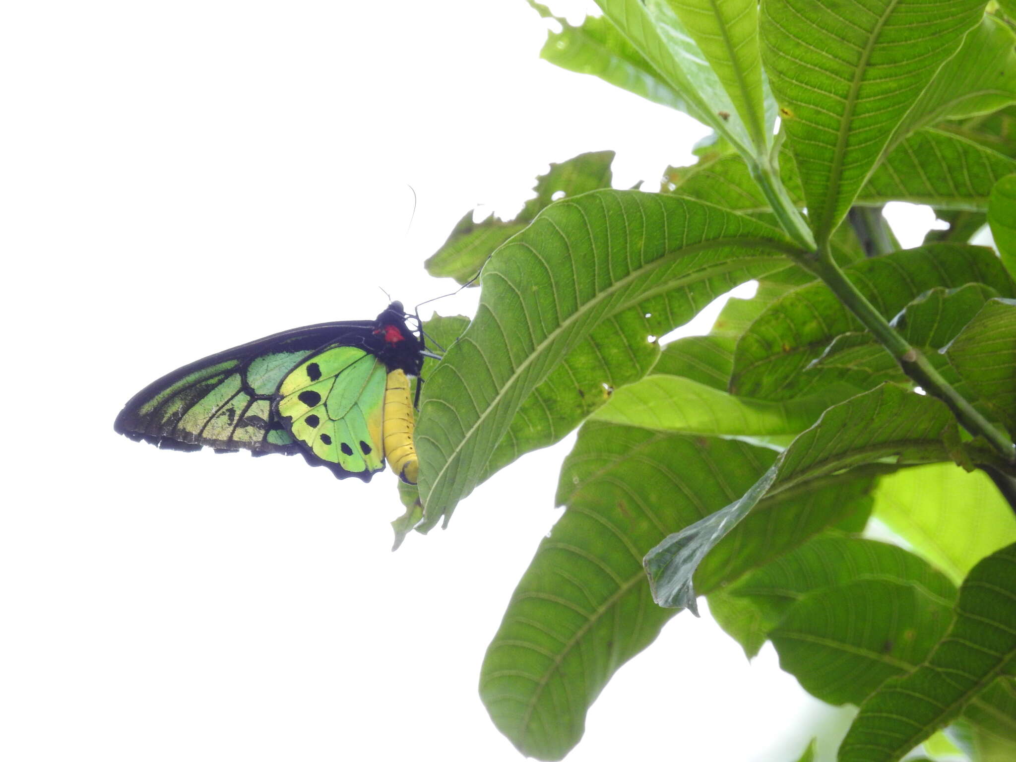 Sivun Ornithoptera priamus (Linnaeus 1758) kuva