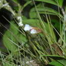 Image of Tillandsia pardoi Gouda