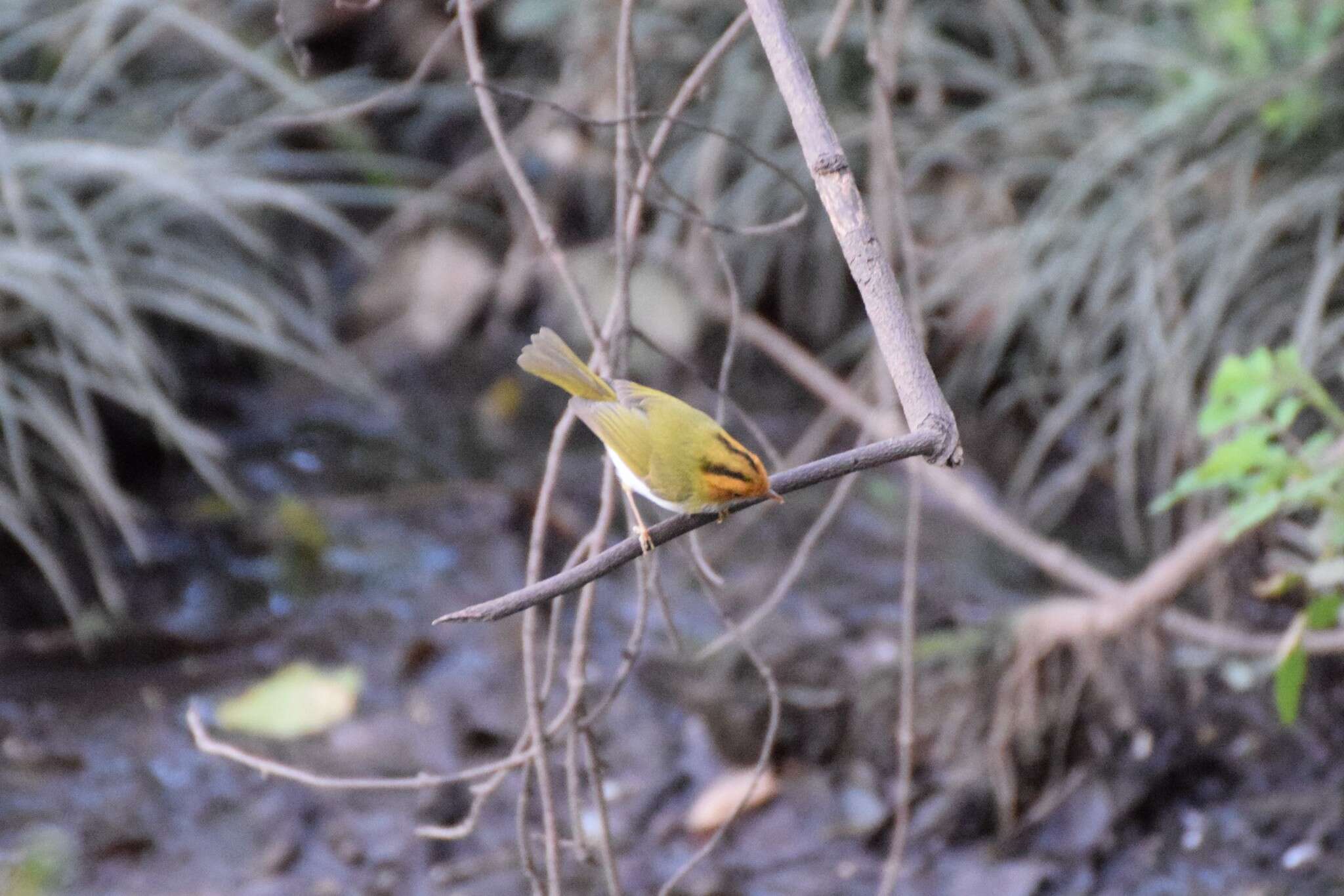 Image of Rufous-faced Warbler