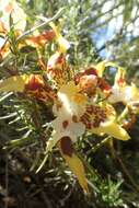 Image of Oncidium hallii (Lindl.) Beer