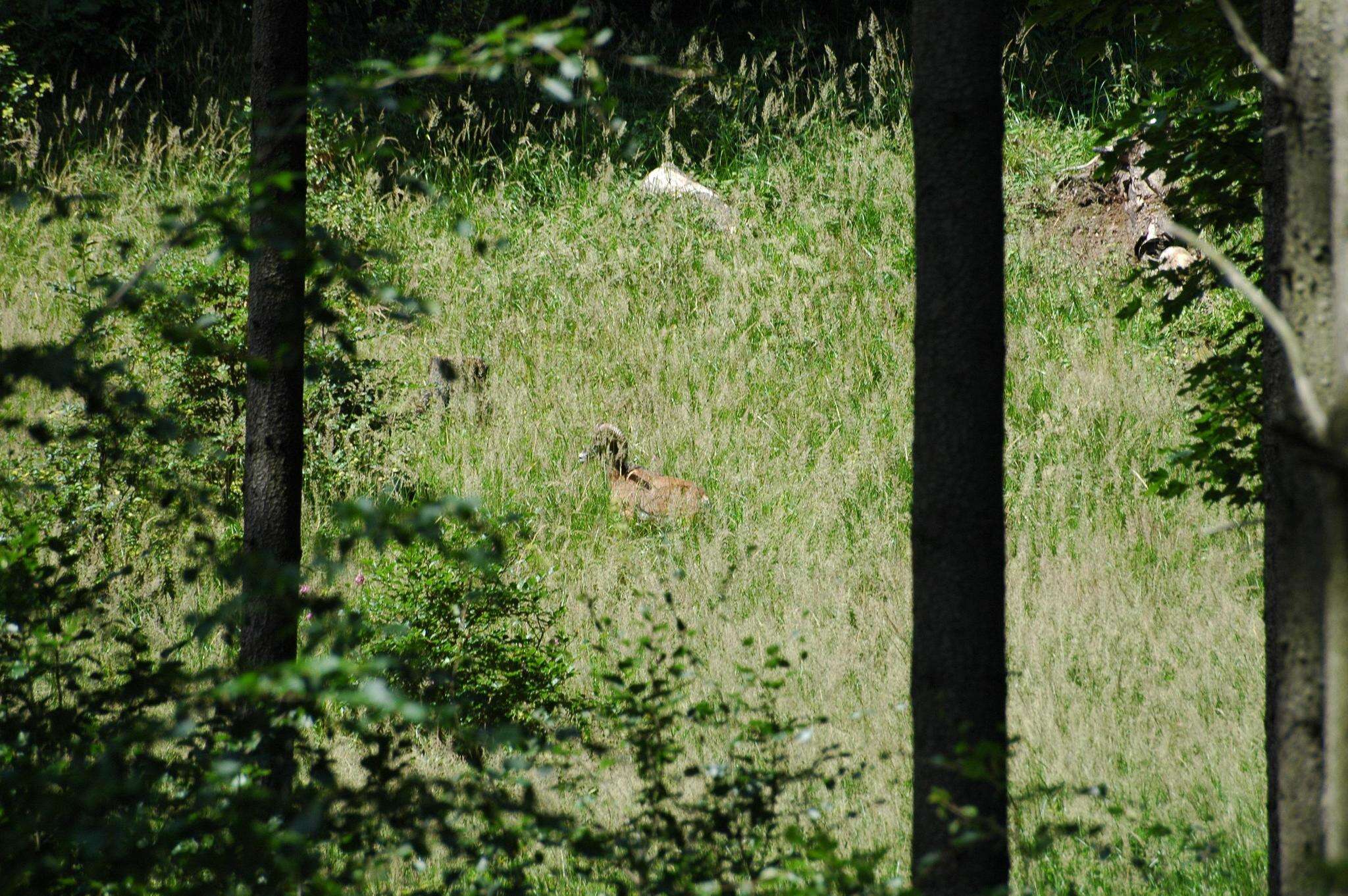 Image of European mouflon