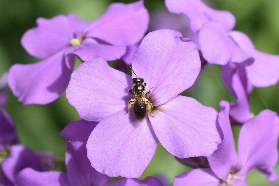 Lasioglossum nigroviride (Graenicher 1911)的圖片