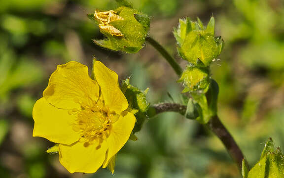 Image of mountainmeadow cinquefoil